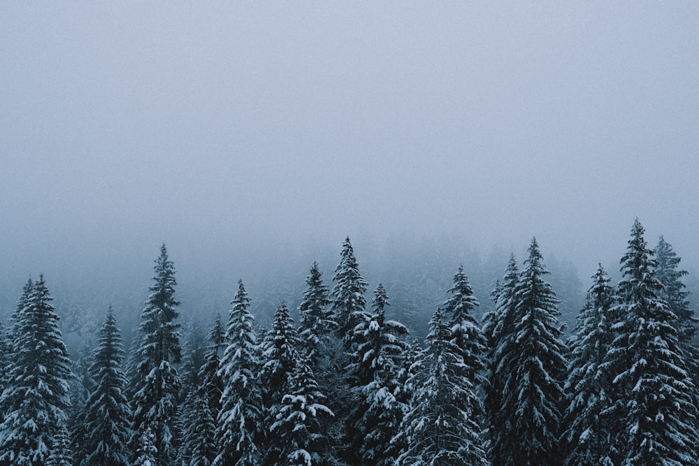 green pine tree covered with snow