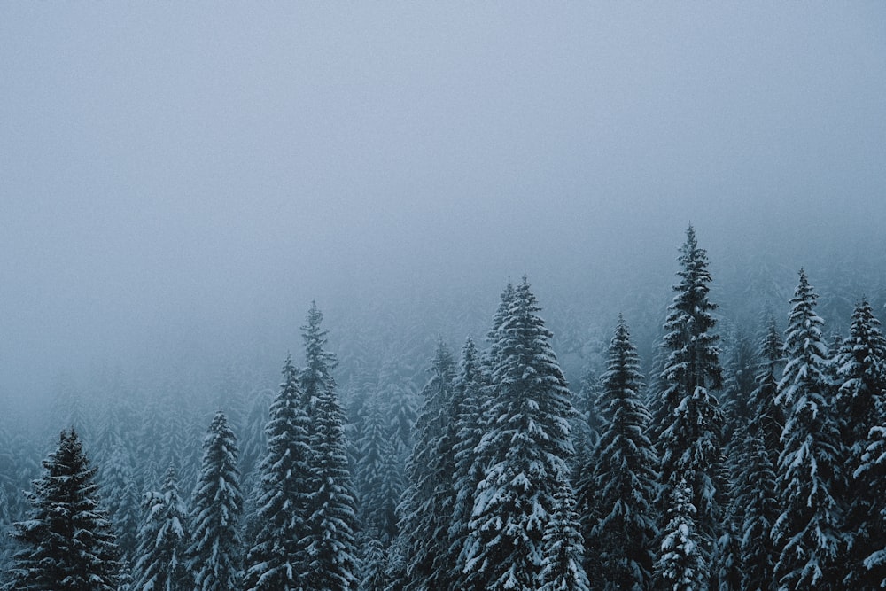 green pine tree covered with snow