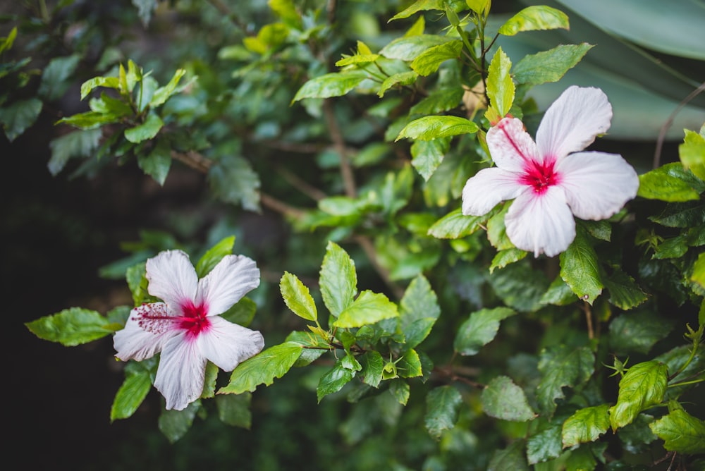 white and red hibiscus in bloom during daytime