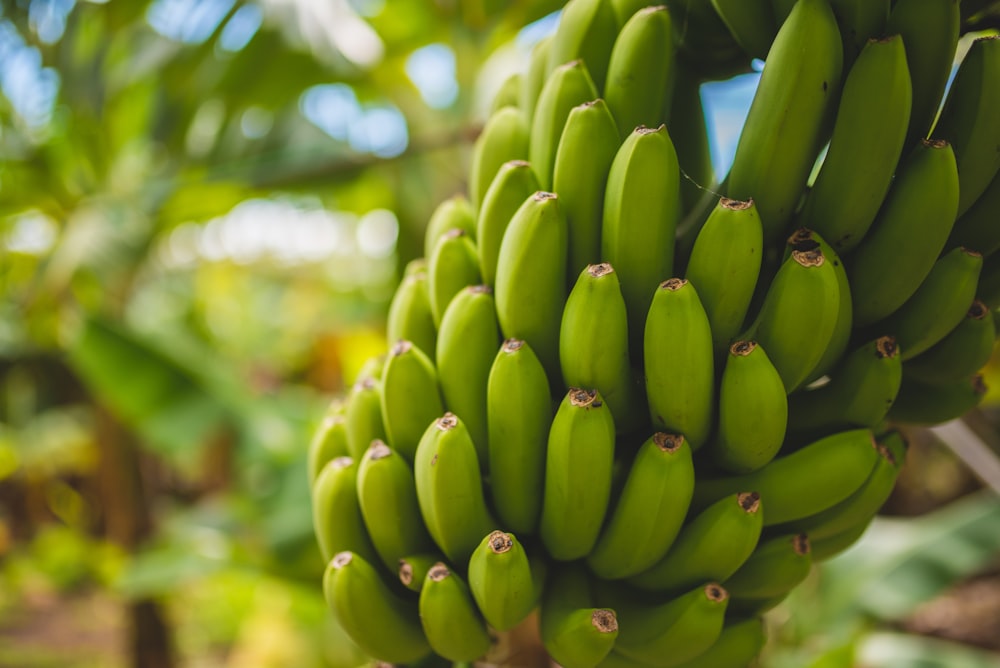 frutos de banana verde na lente tilt shift