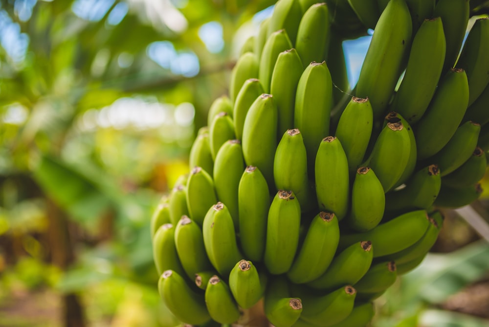 Grüne Bananenfrüchte in der Tilt-Shift-Linse