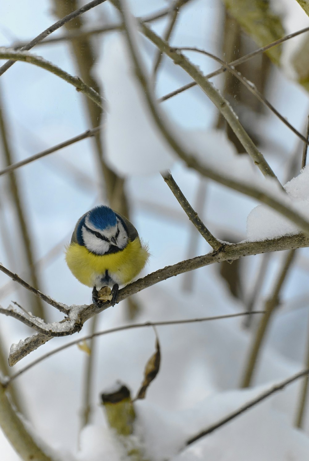 pássaro amarelo e azul no galho marrom da árvore