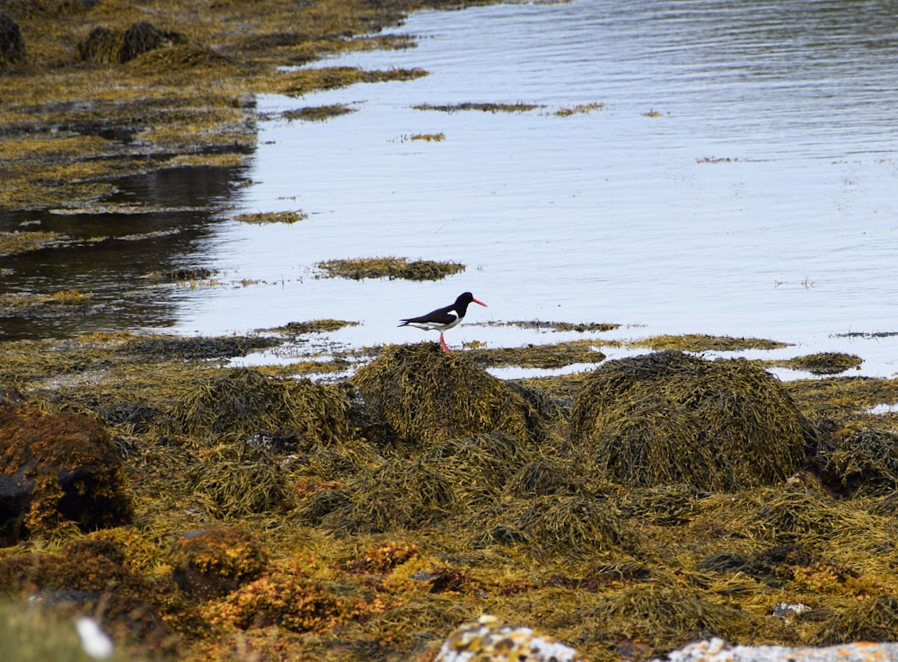 black and white bird on brown rock near body of water during daytime