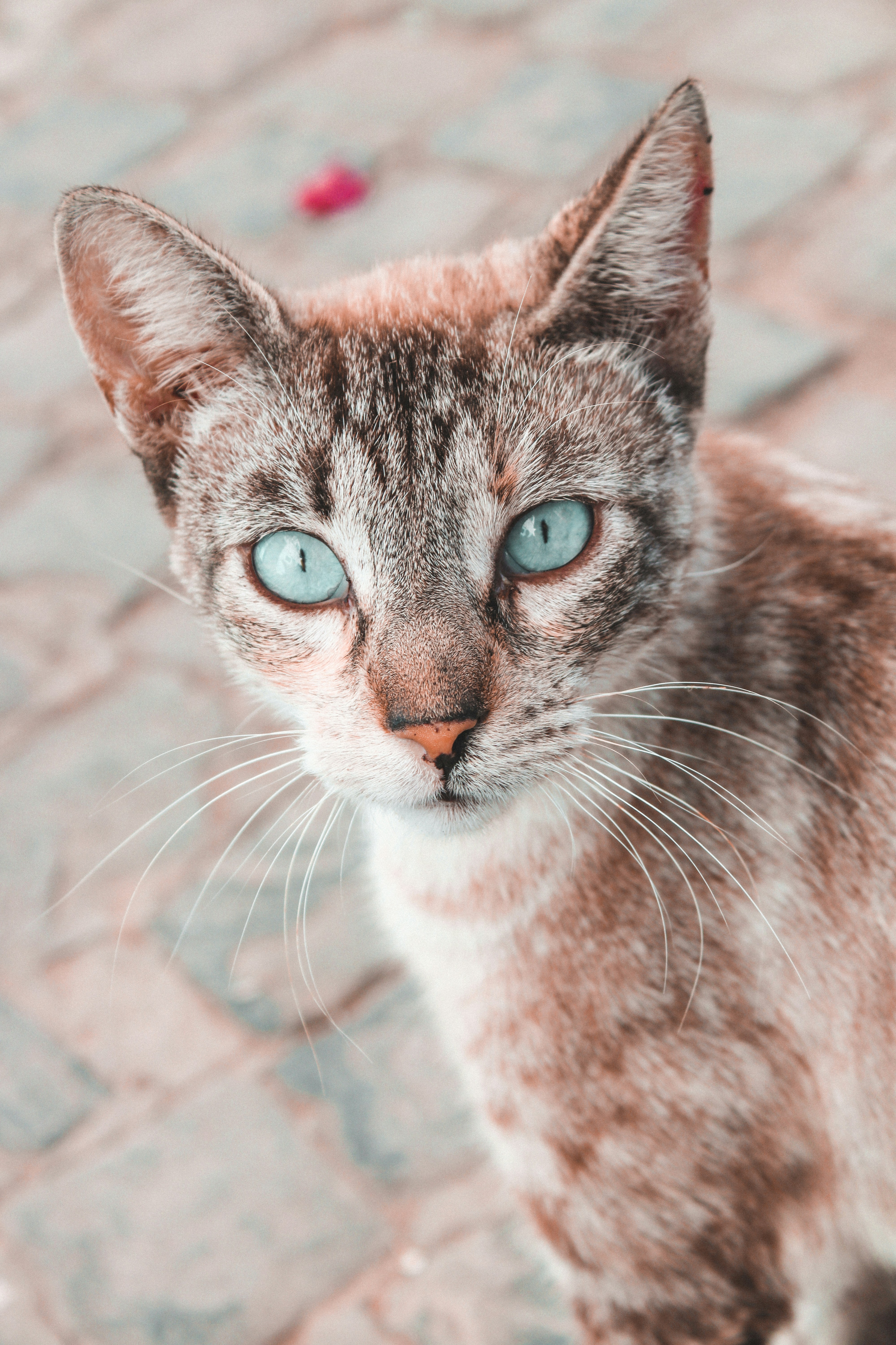 Photo by zakariakasmi