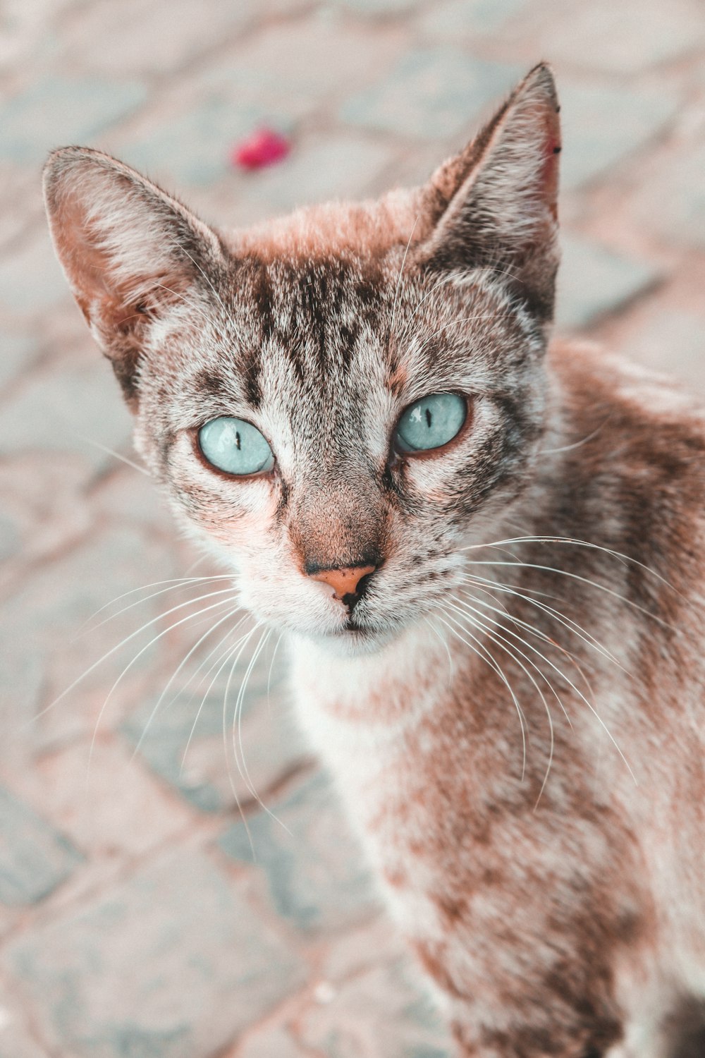 brown tabby cat on brown rock