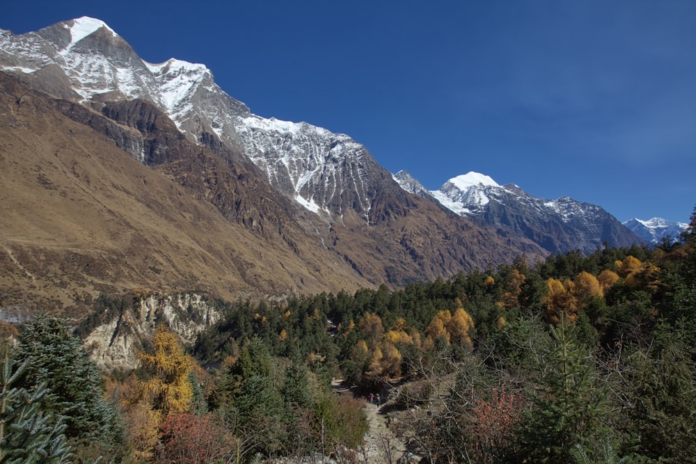 green and brown trees near snow covered mountain under blue sky during daytime