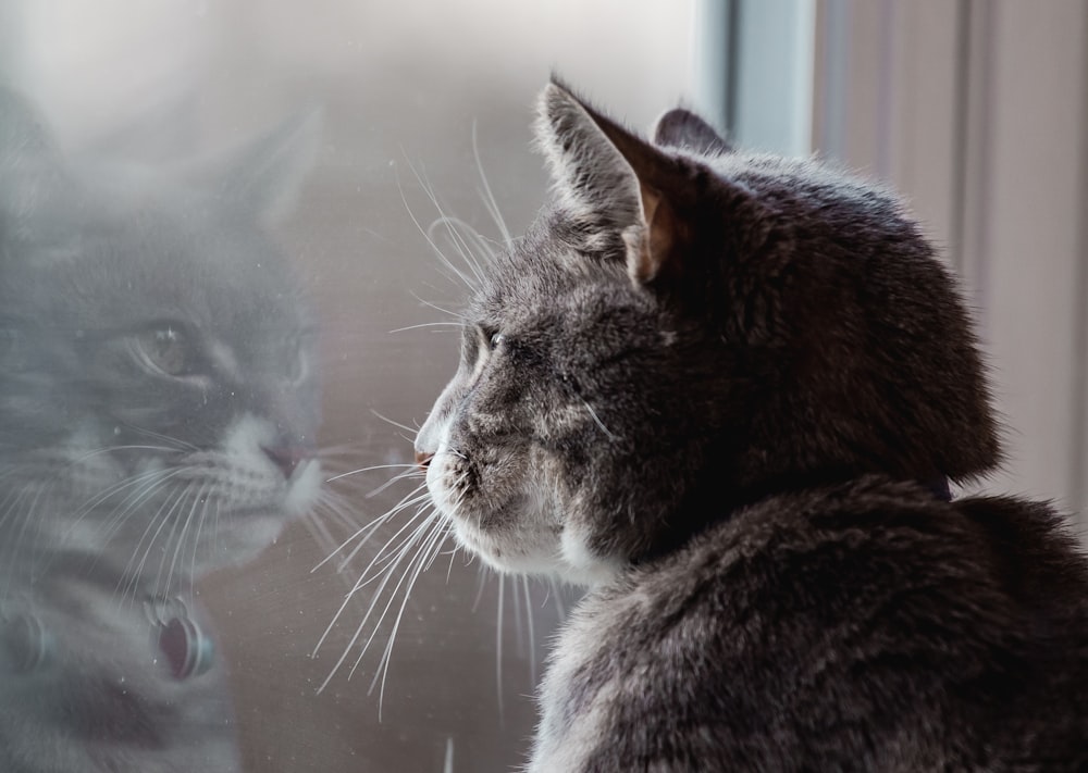 grey cat on grey textile