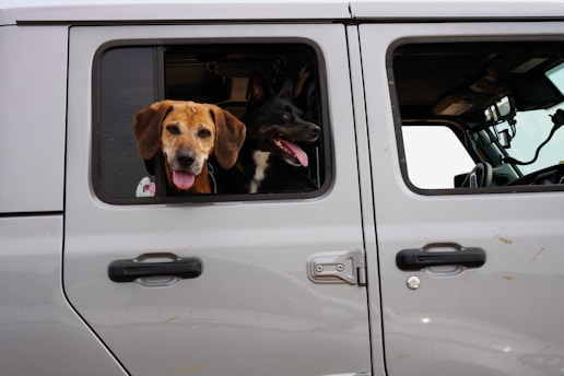 brown and black short coated dog in gray car window