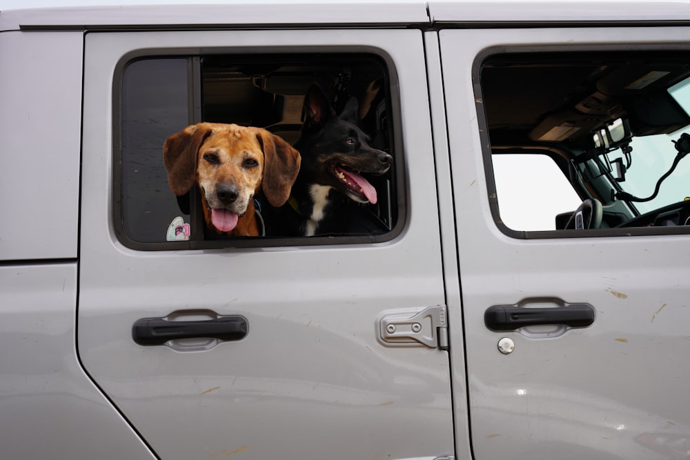 brown and black short coated dog in white car