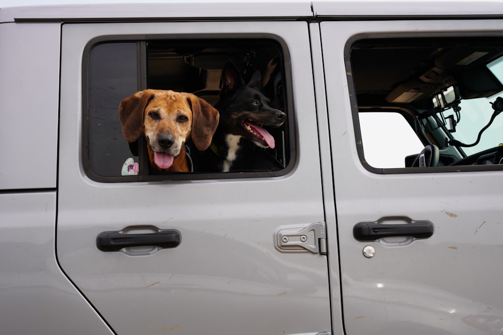 Perro de pelo corto marrón y negro en coche blanco