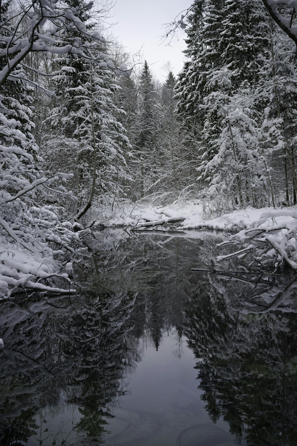 alberi innevati e specchio d'acqua durante il giorno