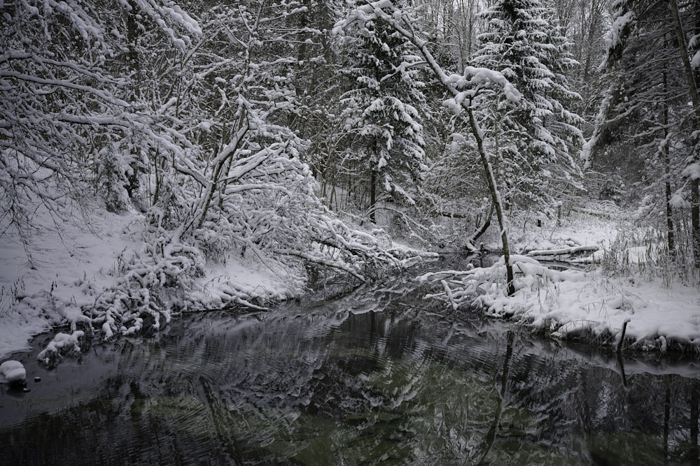 snow covered trees and body of water during daytime