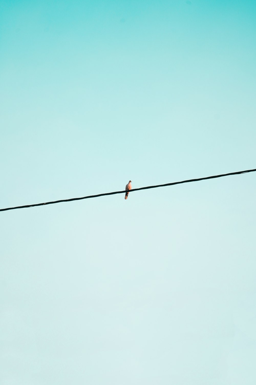 brown bird on black wire during daytime