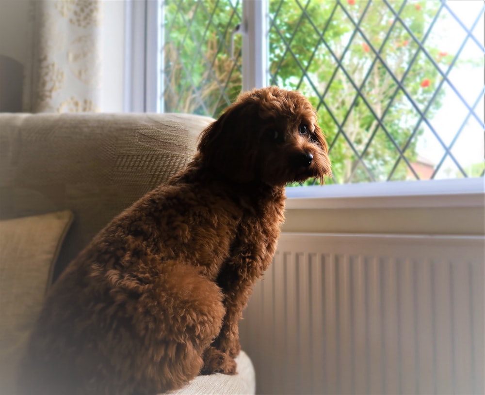 brown curly coated small dog on white textile