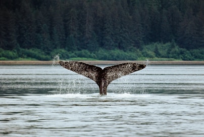 black whale on body of water during daytime