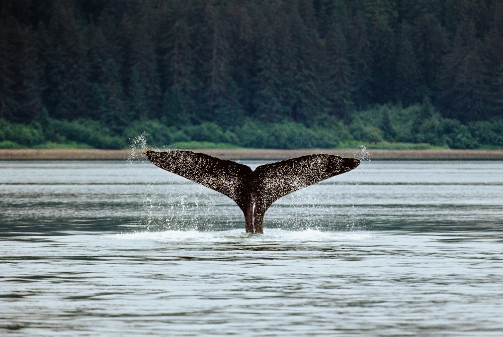 baleia negra no corpo de água durante o dia