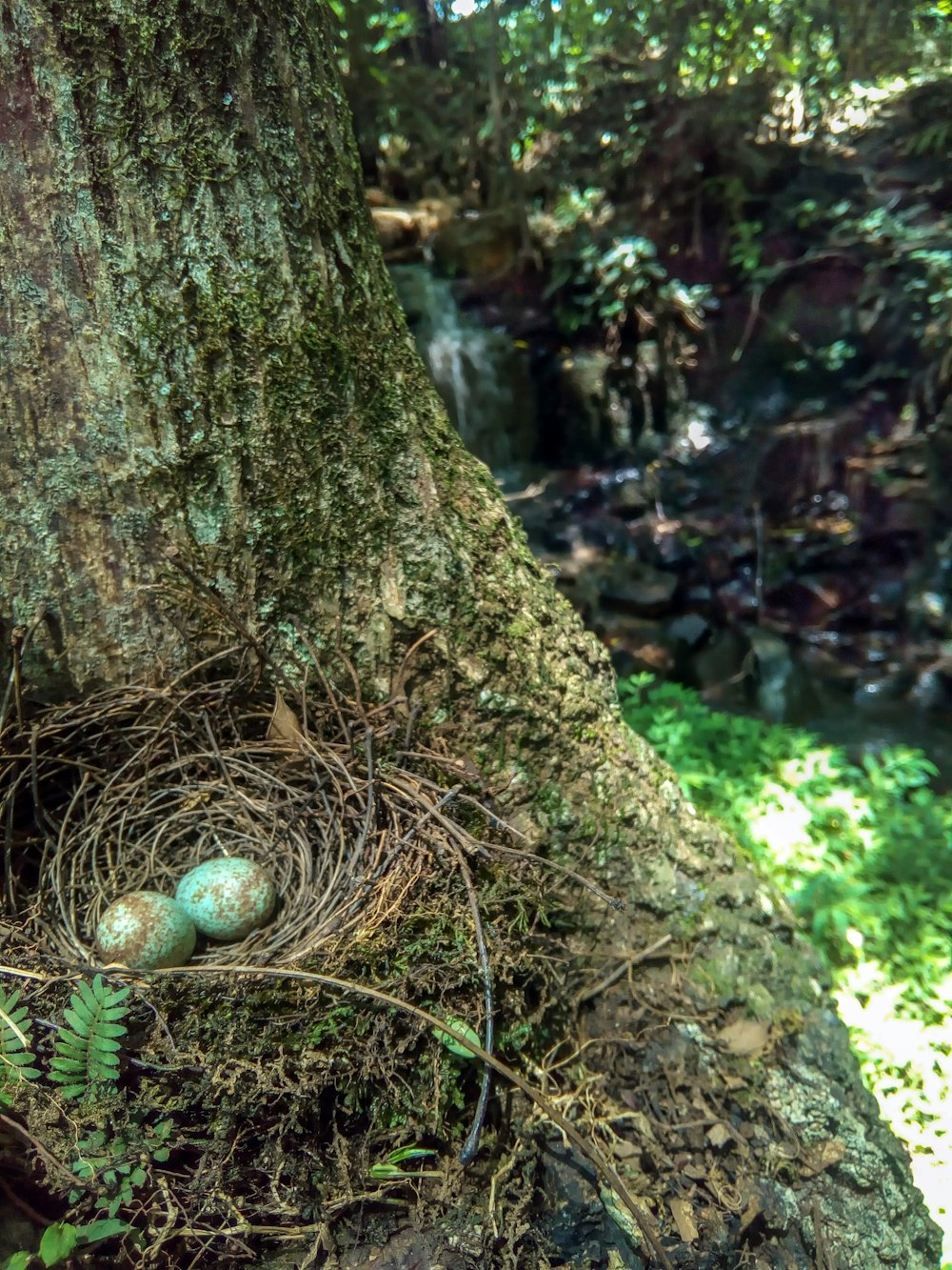 green and white round ornament on brown tree trunk