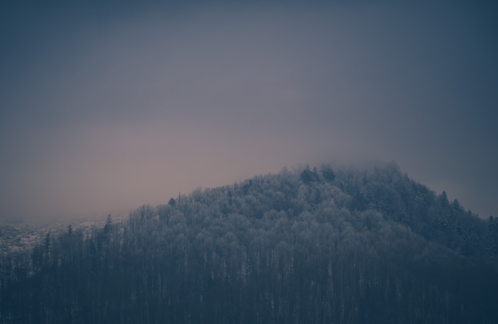 green trees on mountain during daytime