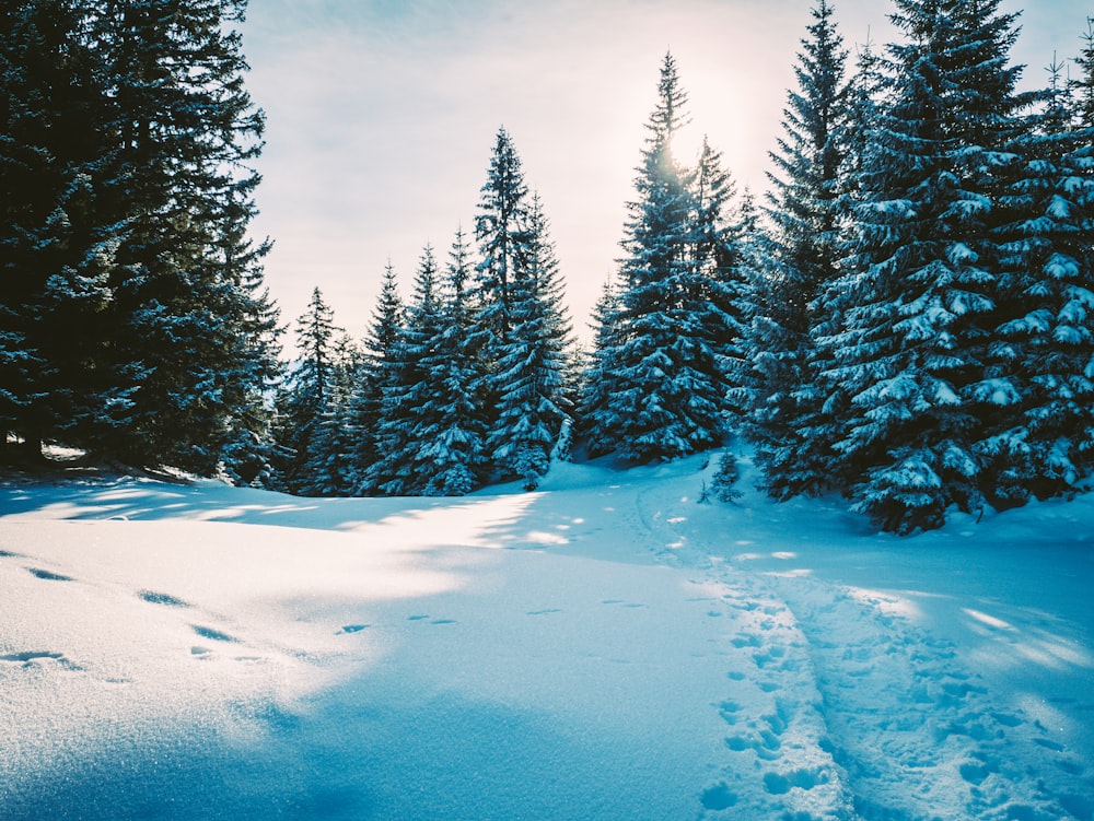 Schneebedeckte Kiefern unter weißen Wolken und blauem Himmel tagsüber