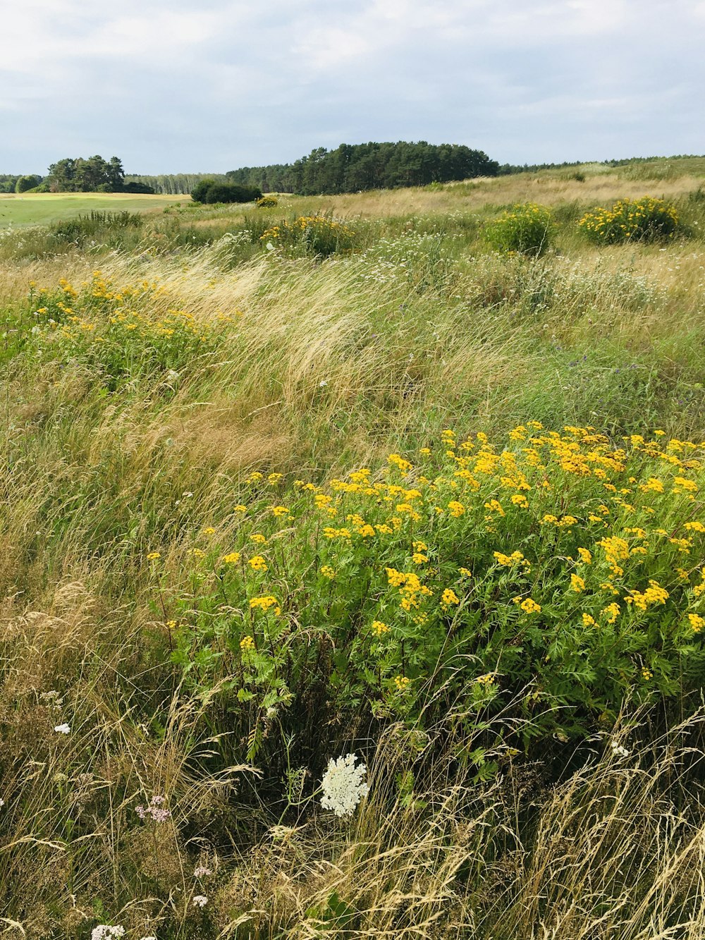 yellow flower field during daytime