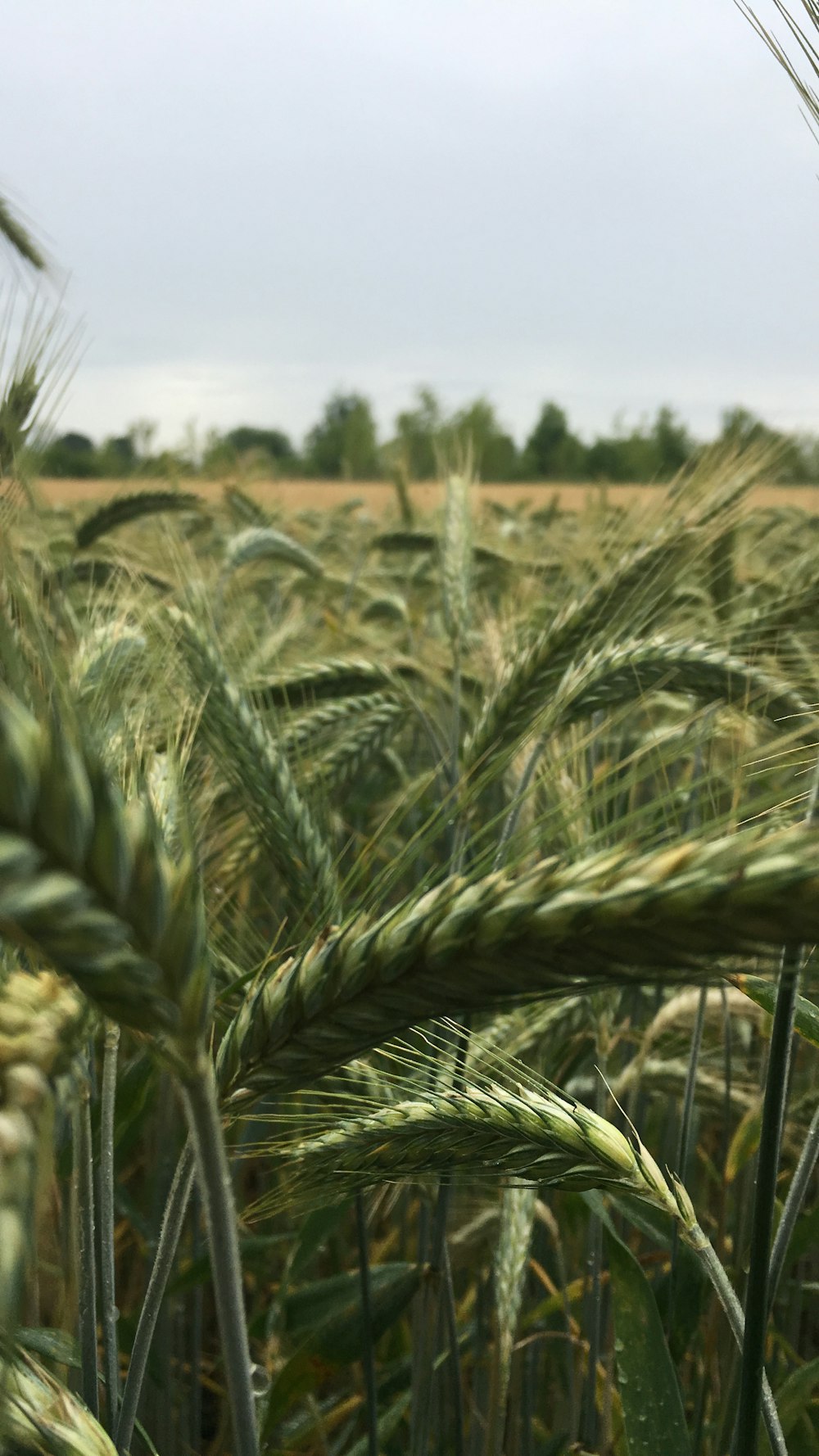 green wheat field during daytime