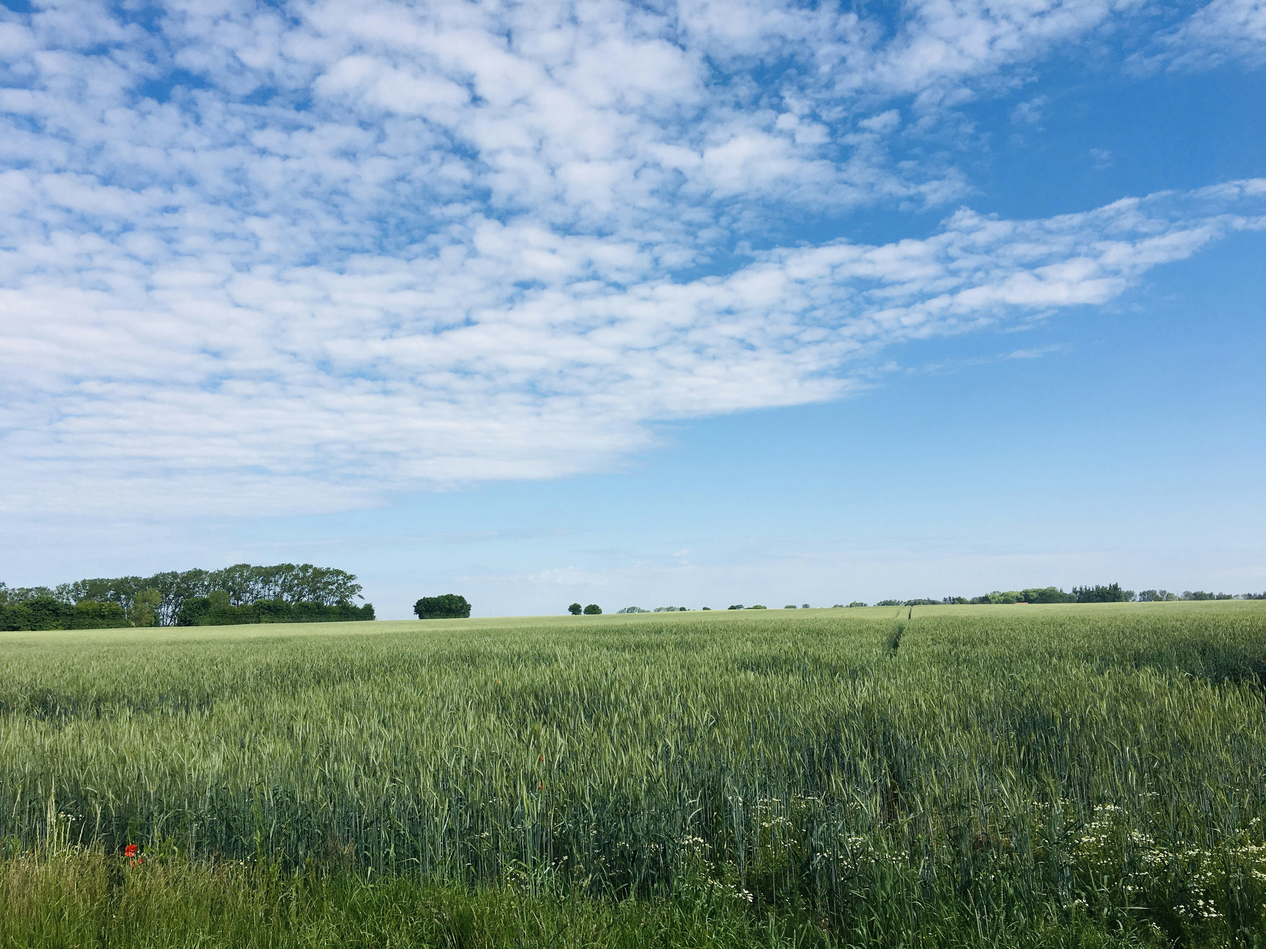 Photo by jonasfromberlin