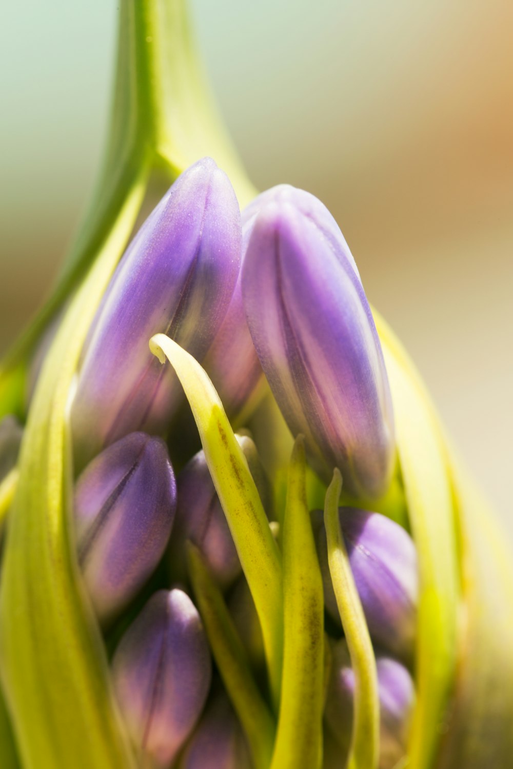 purple flower buds in macro shot