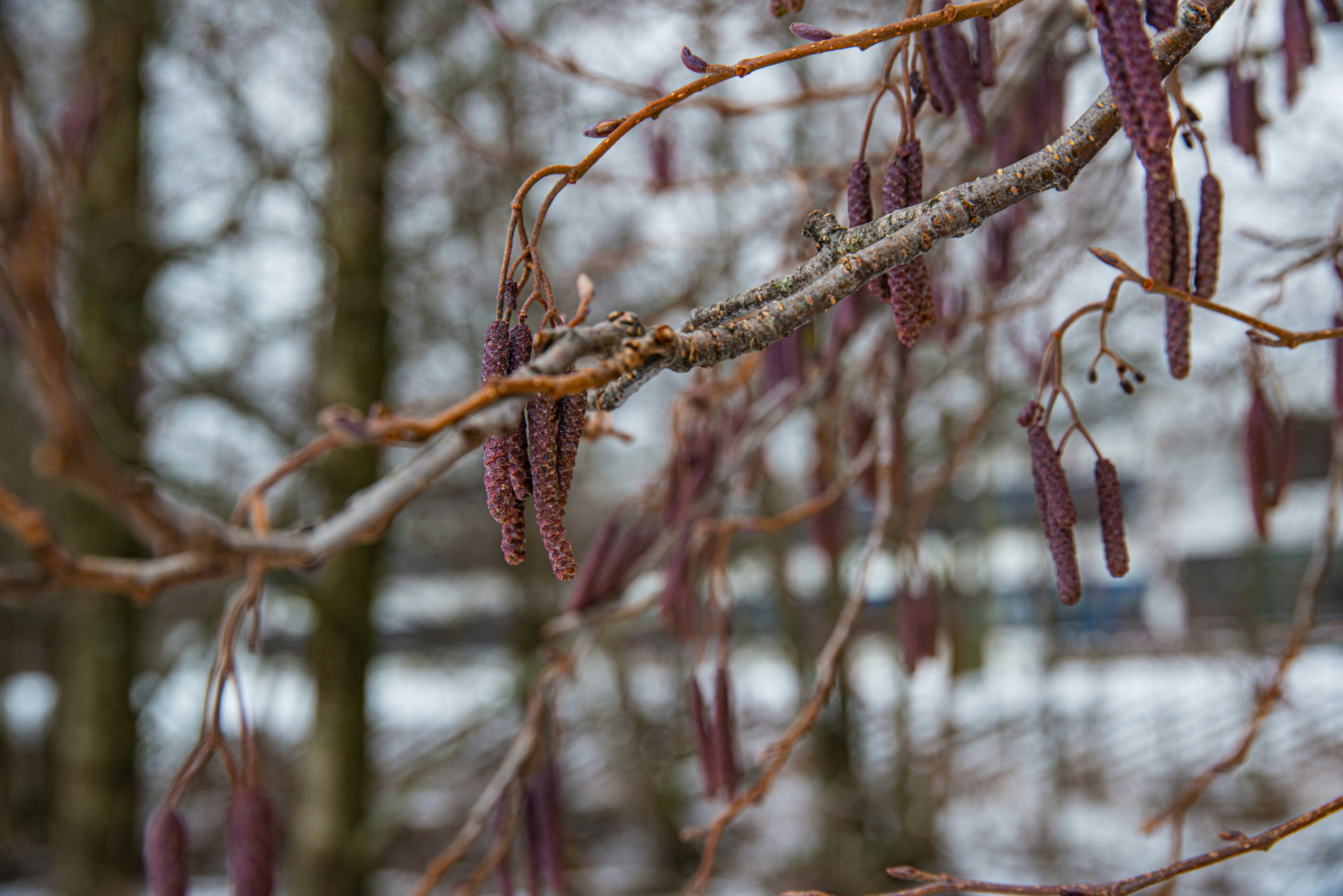 brown dried plant on brown tree branch