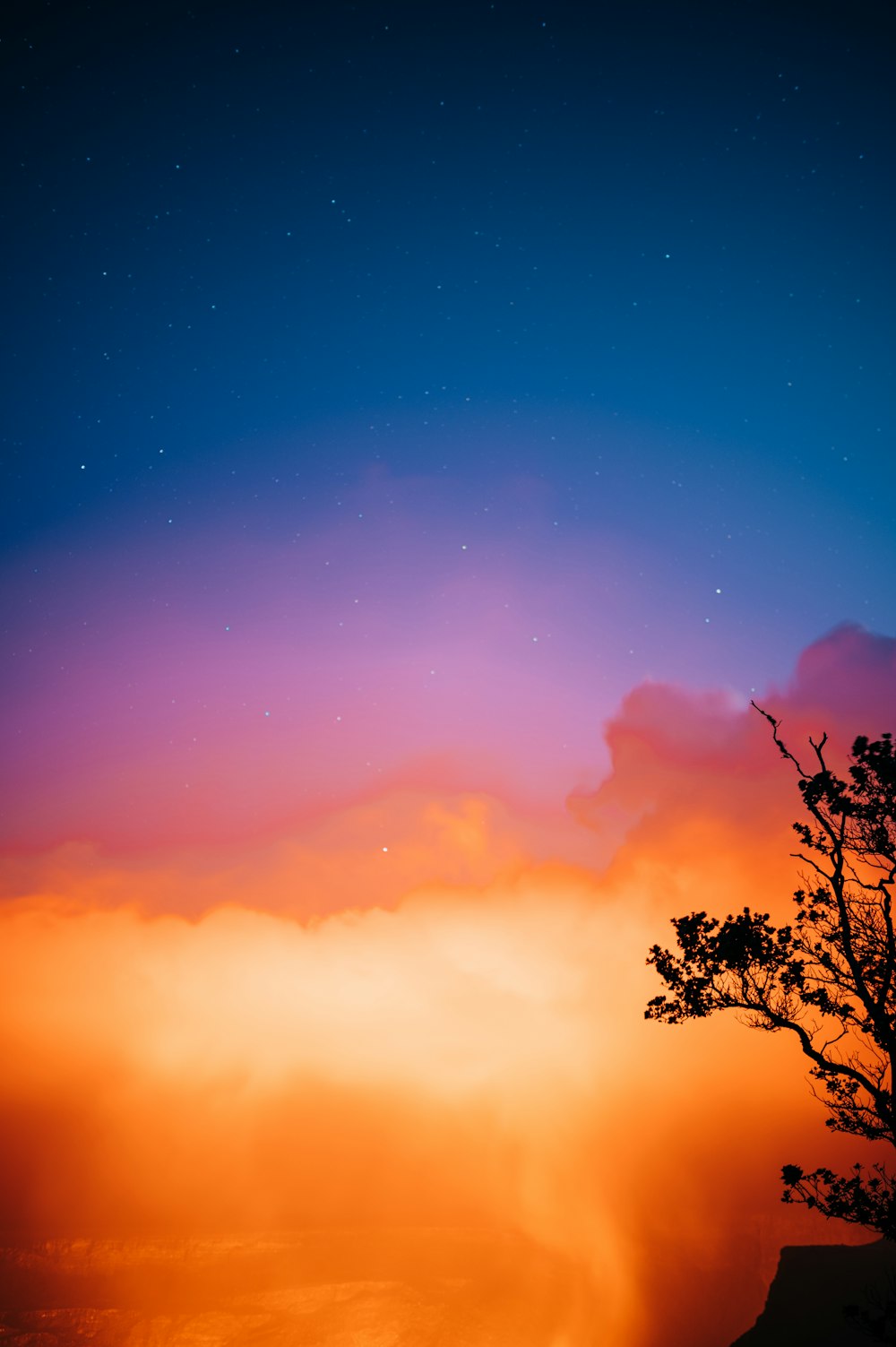 silhouette d’arbre sous le ciel bleu pendant le coucher du soleil
