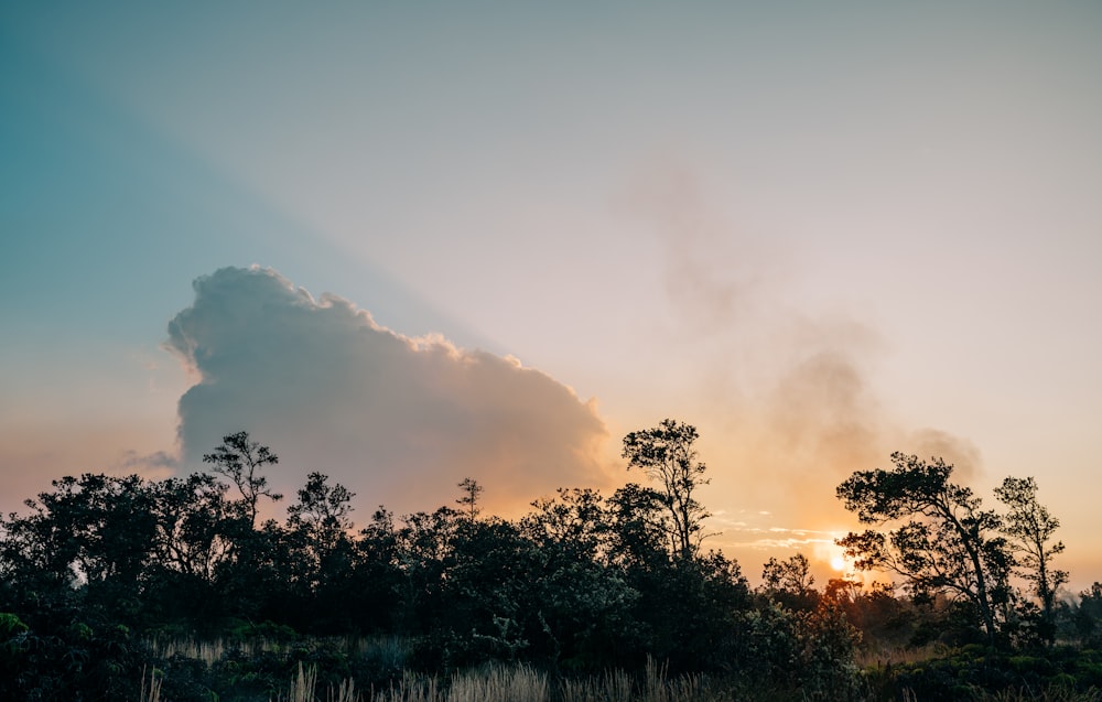 green trees under white clouds during daytime