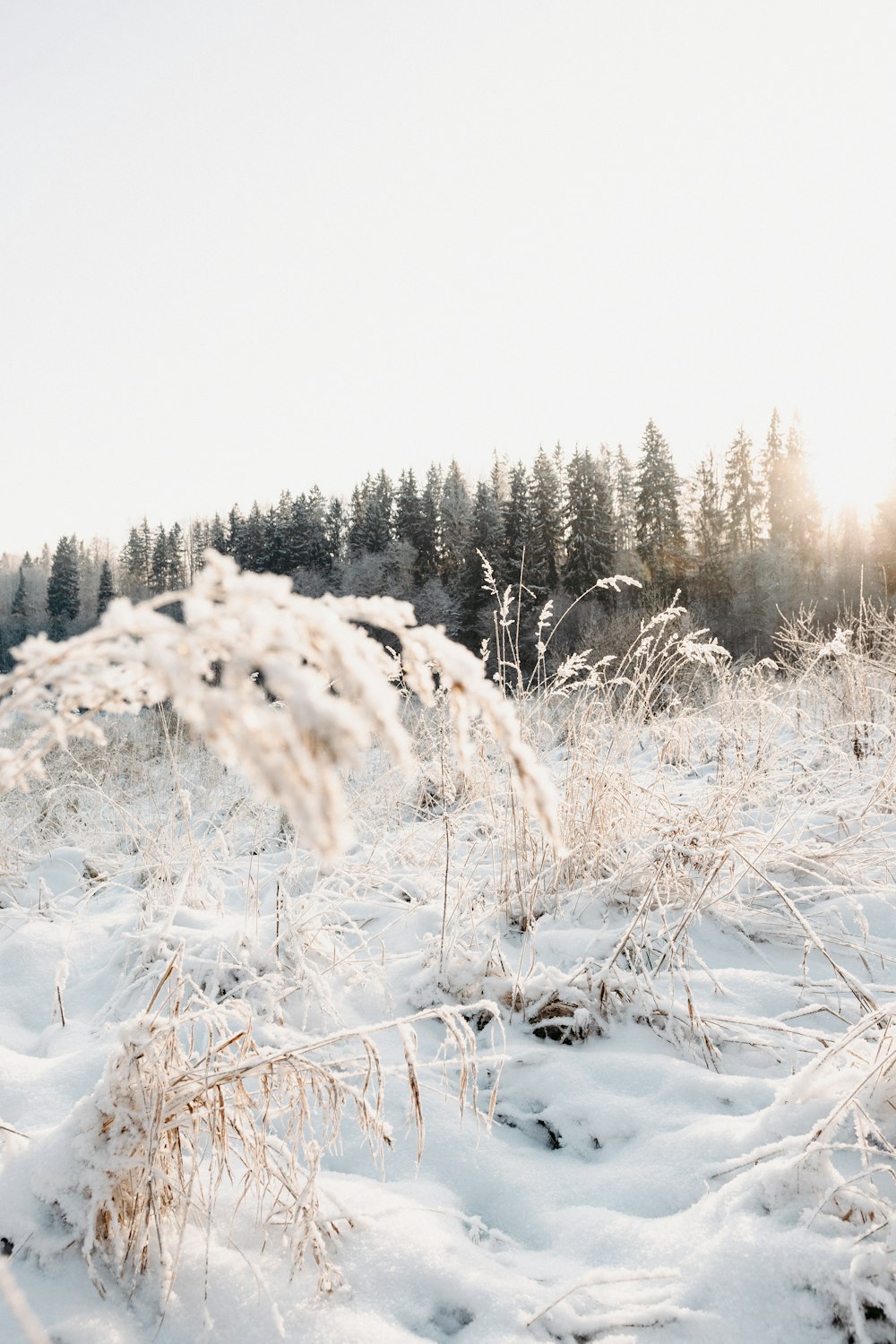 snow covered trees during daytime