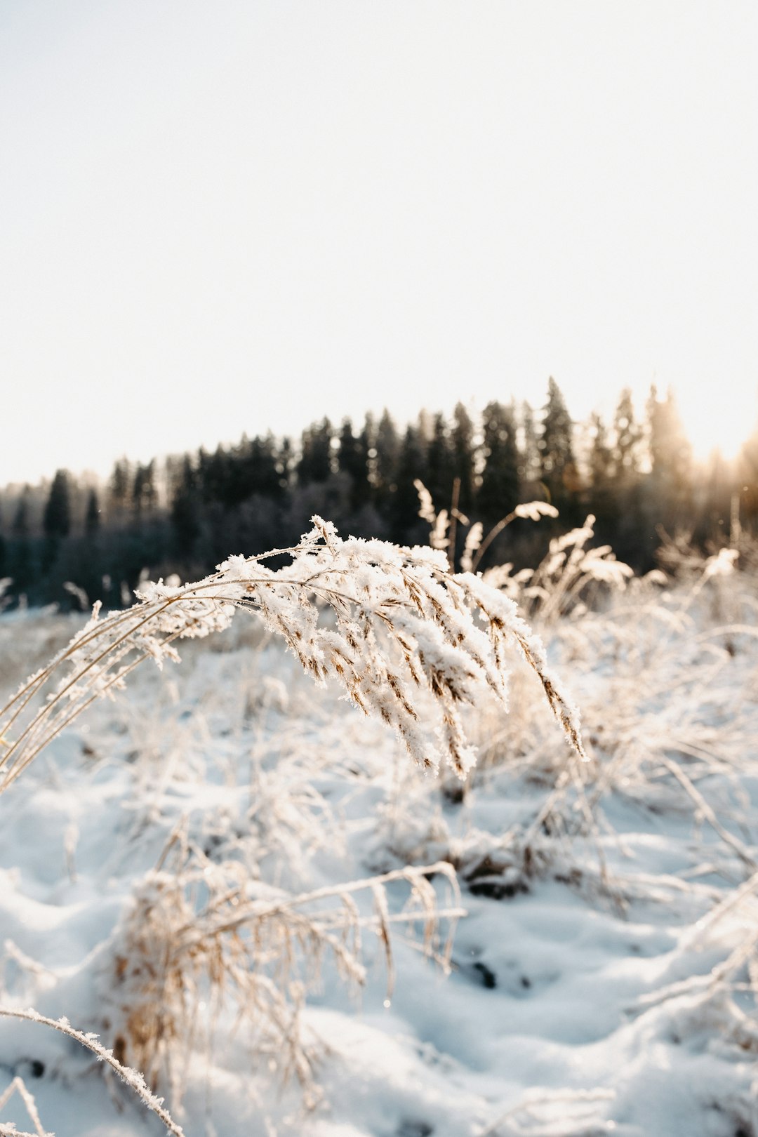 snow covered field during daytime