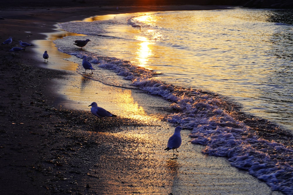 white bird on brown sand near body of water during daytime
