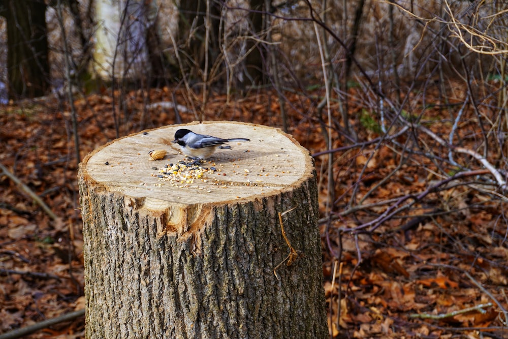 oiseau noir et blanc sur tronc d’arbre brun