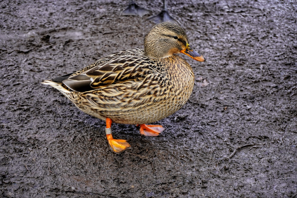 brown duck on gray sand during daytime