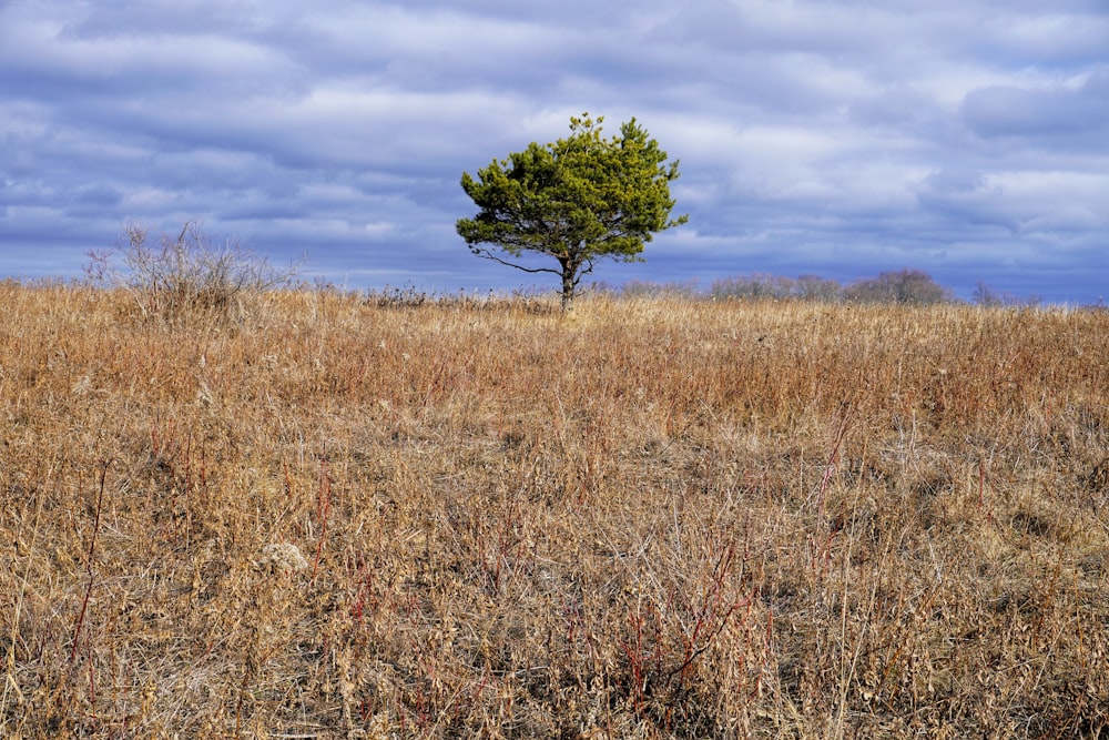 green tree on brown grass field under blue sky during daytime