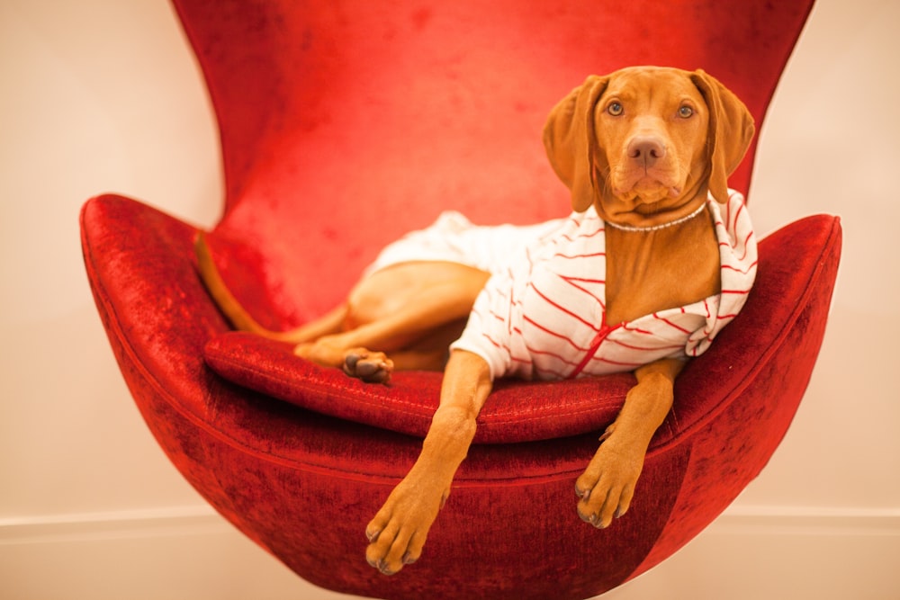 brown short coated dog lying on red and white textile