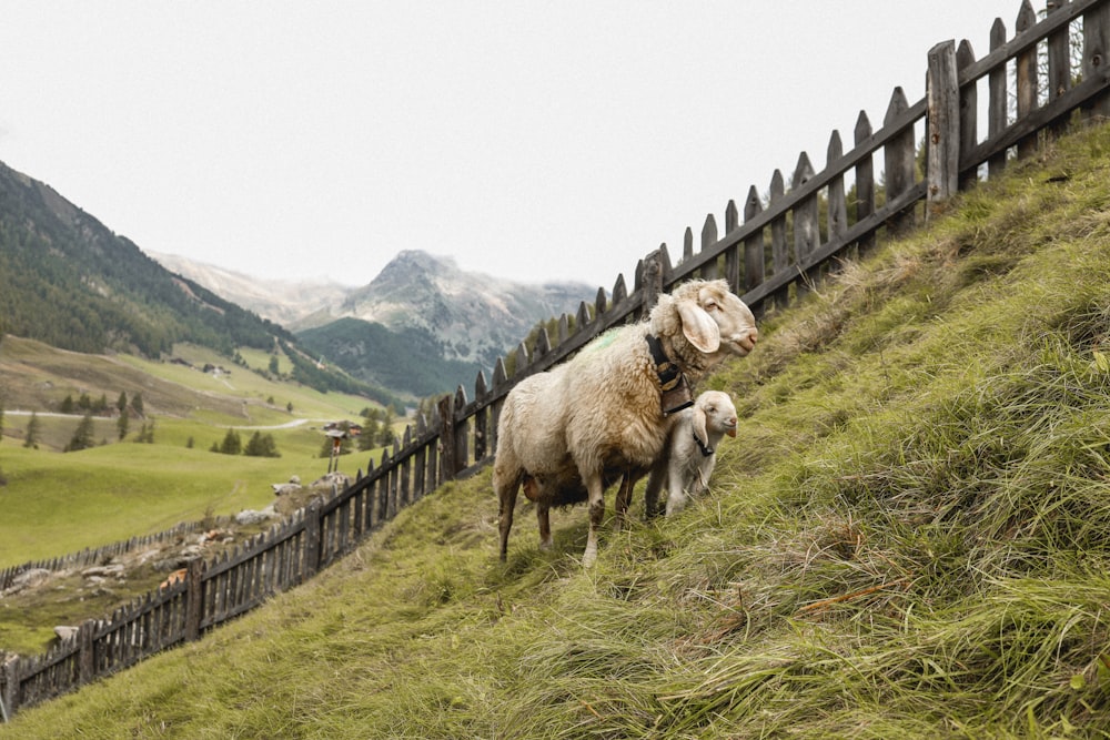 herd of sheep on green grass field during daytime