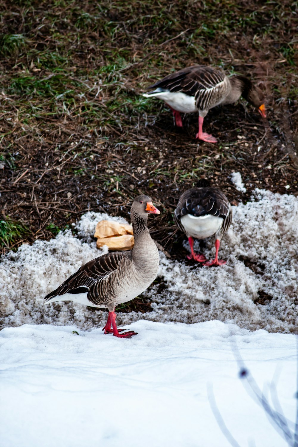 2 brown and white geese on ground covered with snow during daytime