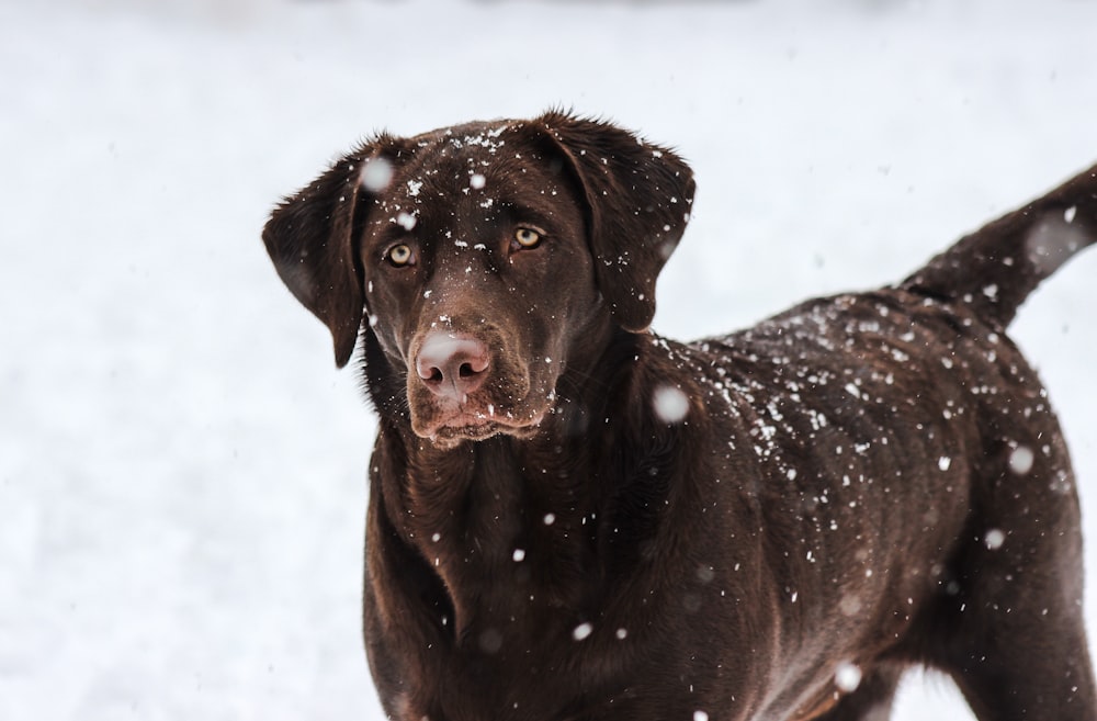 昼間、雪に覆われた地面のチョコレートラブラドールレトリバーの子犬