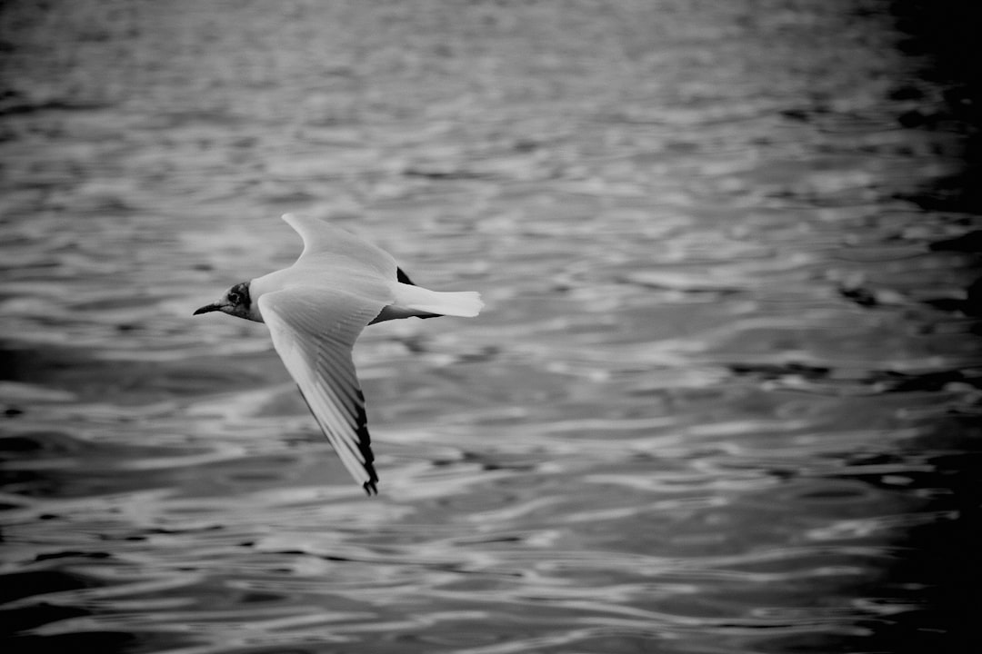 white bird flying over the sea