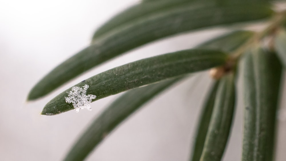 water droplets on green leaf