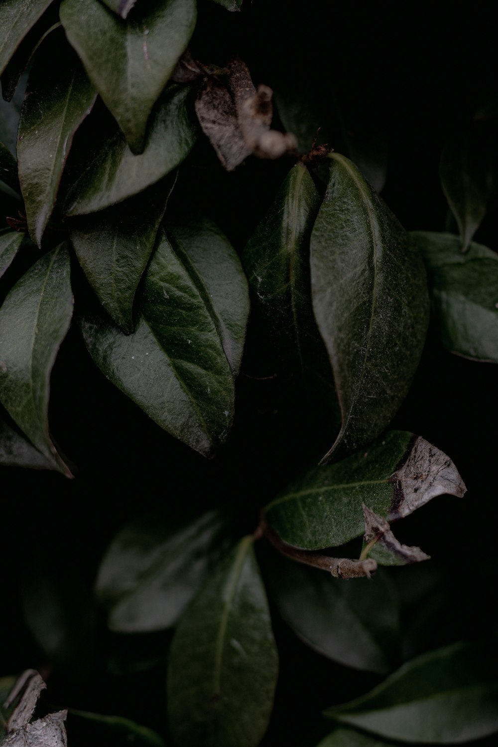 green leaves in close up photography