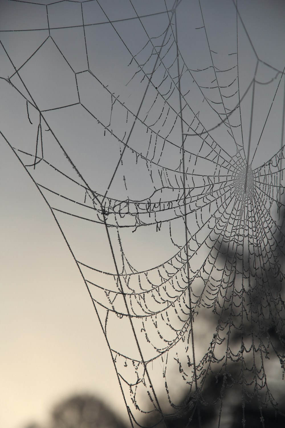 water droplets on spider web in close up photography