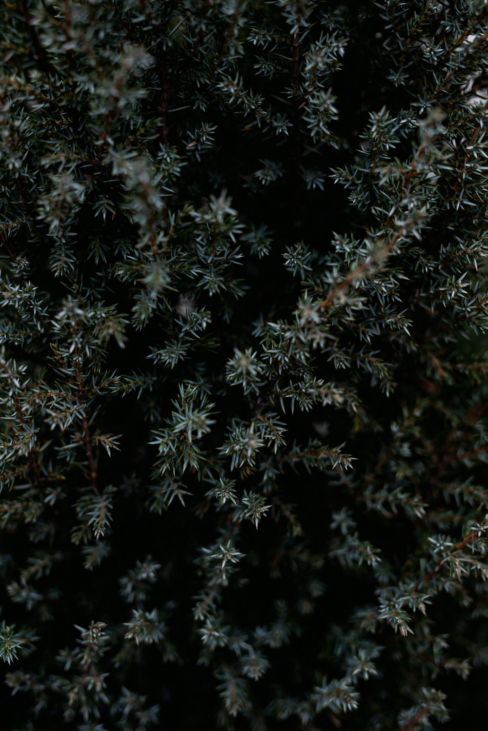 green and brown plant during daytime