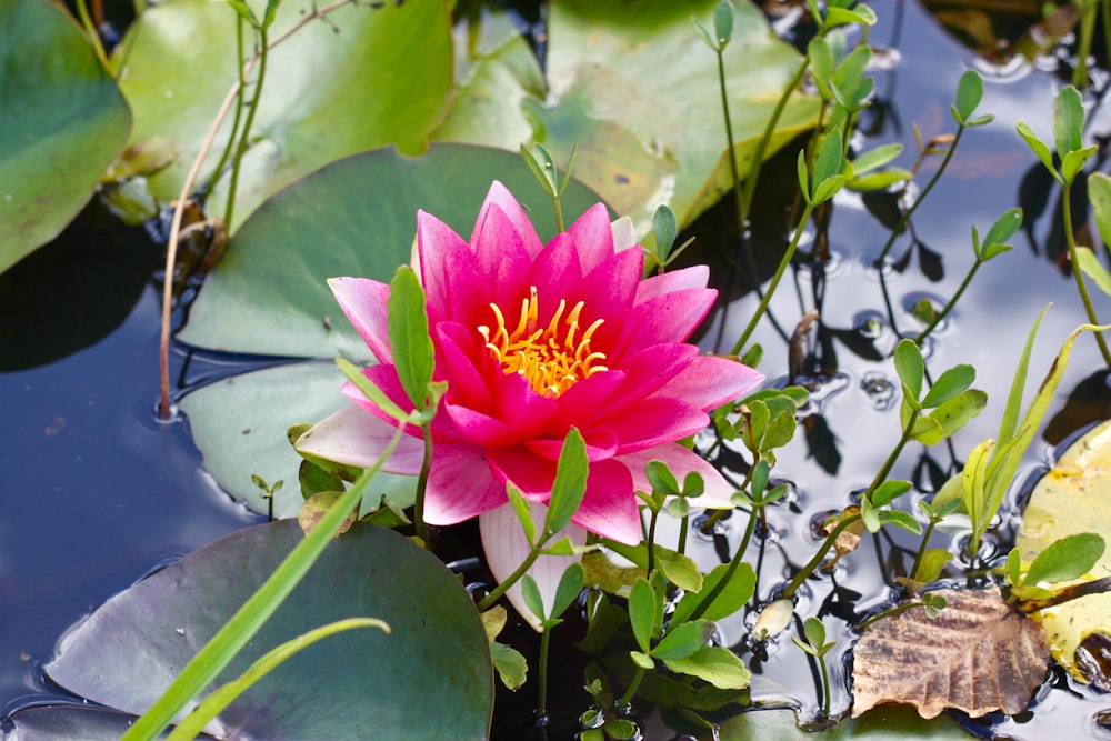 pink lotus flower in bloom during daytime