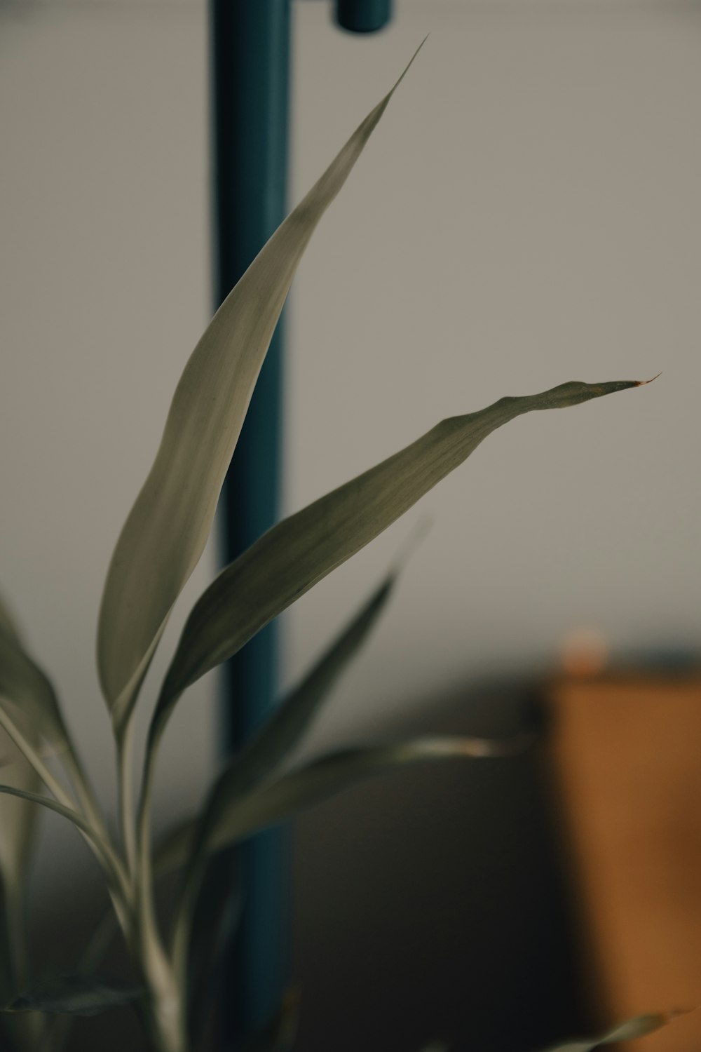 green plant in brown pot