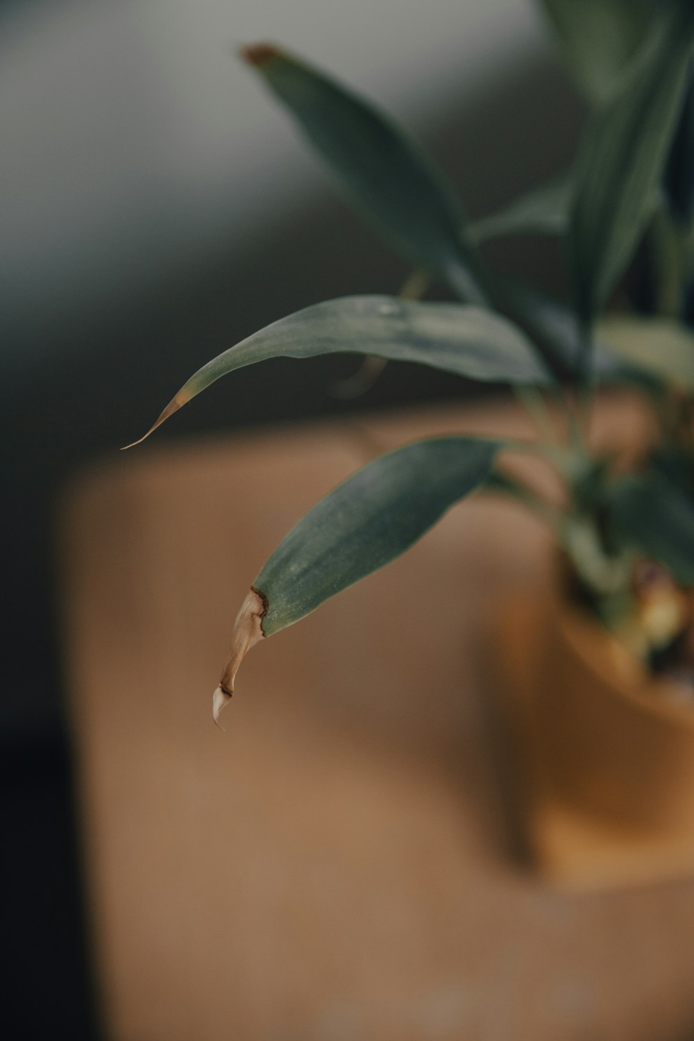 green plant in brown pot