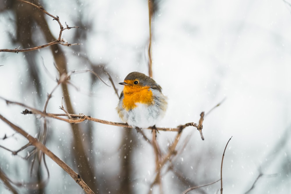 oiseau blanc, jaune et gris sur la branche d’arbre