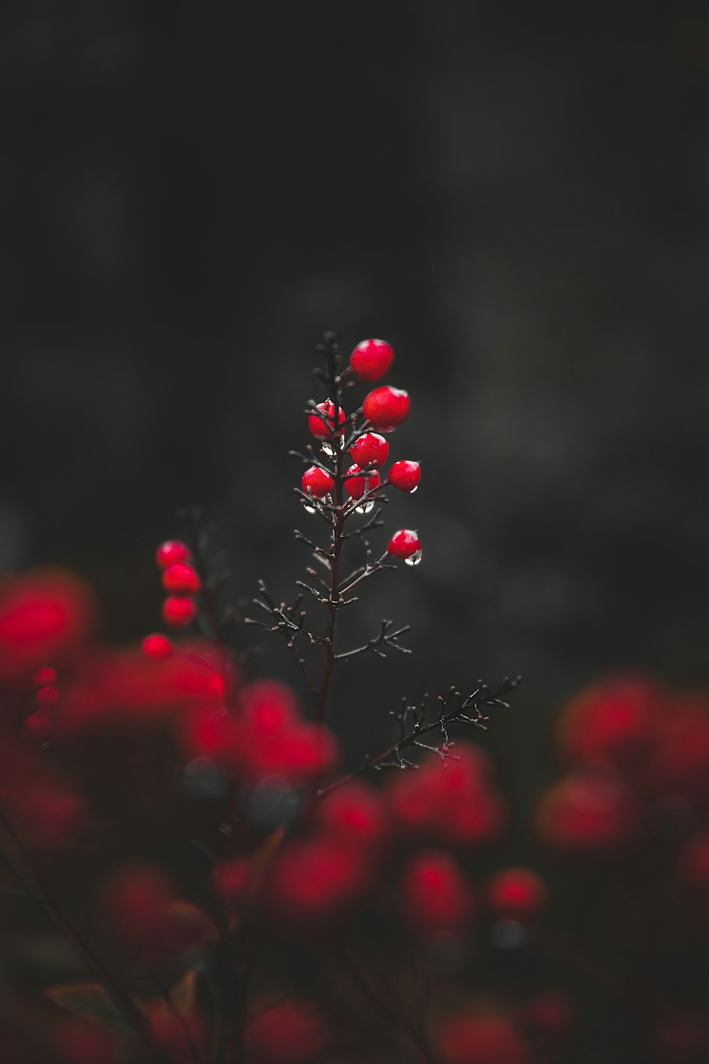 red flowers in tilt shift lens